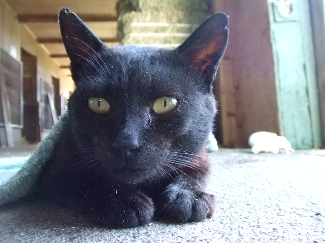 2010_08130021.jpg
