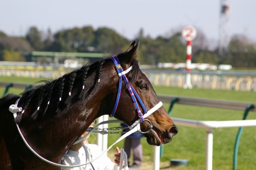 トウカイプライム君2009年2月8日~ステラさん写真ありがとう~♪